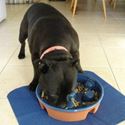 Picture of Dog Bowl - Gobblenot - Blue Glazed