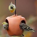 Picture of Terracotta Apple Bird Feeder