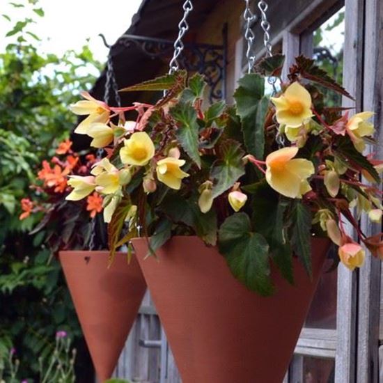 Picture of Terracotta Cone Hanging Planters