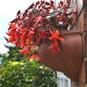 Picture of Bulbous Wall Planter