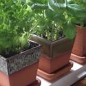 Picture of Glazed & Unglazed Herb Pots