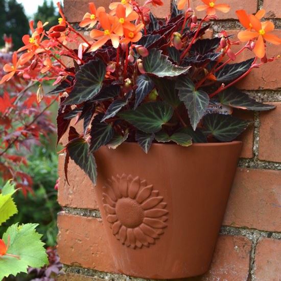 Picture of Sunflower Wall Planter