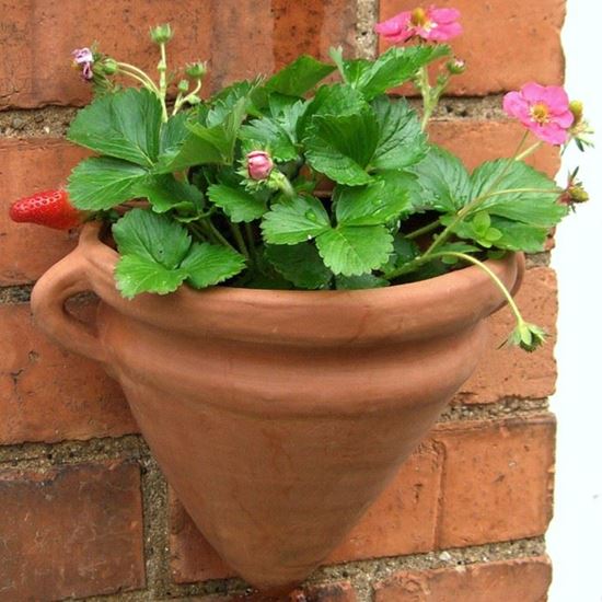 Picture of Amphora Wall Pot