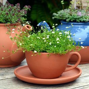 Picture of Teacup & Saucer Planters