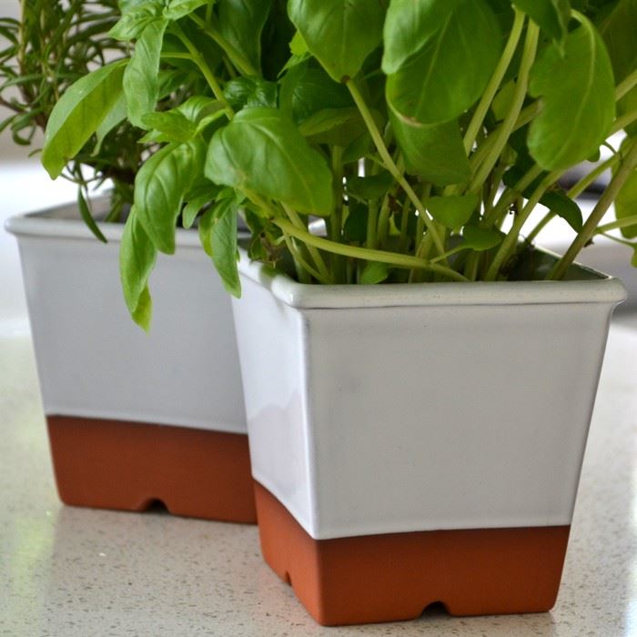 Herb Pot White Glaze Handmade UK Terracotta