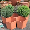 Picture of Hexagonal Herb Pots