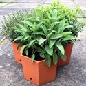 Picture of Hexagonal Herb Pots (set of 3)