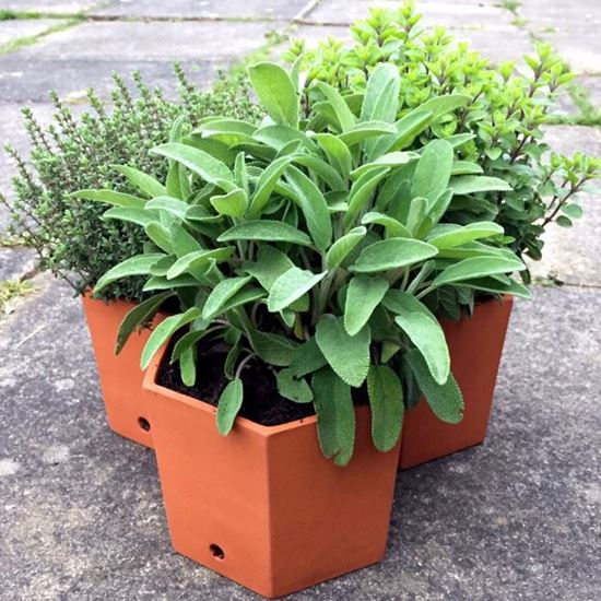 Hexagonal Herb Pots | Terracotta.uk.com | Hand-made UK Terracotta ...