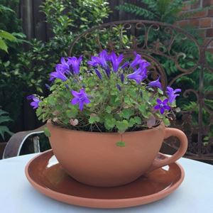 Picture for category Garden Planters