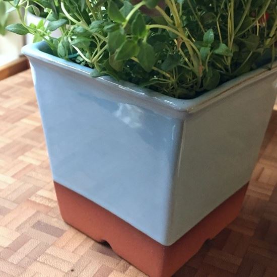 Picture of Herb Pot - Pale Blue Glaze