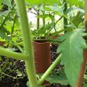 Picture of 'Olla' Terracotta Irrigation Pot