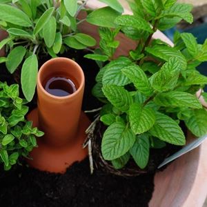 Picture of 'Olla' Terracotta Irrigation Pot