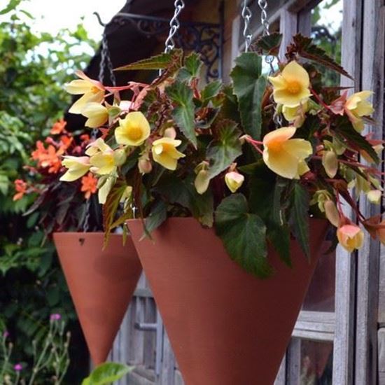 Picture of Large Cone Hanging Planters 25cm x 19cm Diameter