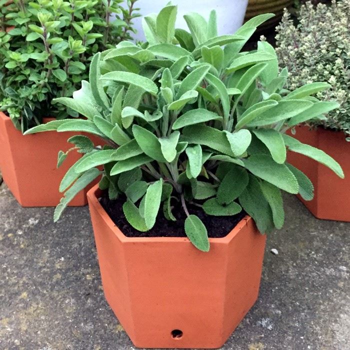 Hexagonal Herb Pots Handmade UK Terracotta