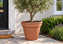 Picture of Traditional Flower Pots- F37 (37cm dia)